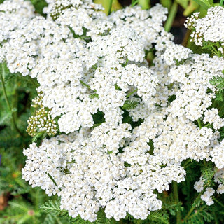 Schafgarbe Weiß - Sanftes Weiß Für Beete Und Wiesen - Achillea millefolium - Premium-Saatgut