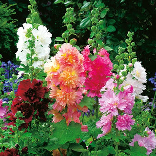 Zwerg Stockrose - Queeny - Auffällig Verzweigt - Alcea rosea