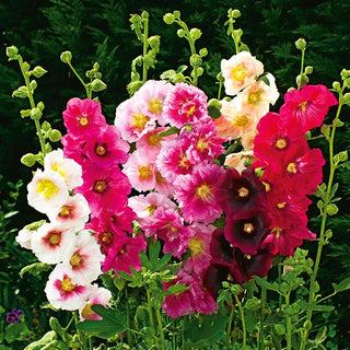 Zwerg Stockrose - Indian Spring - Sommerliche Blütenpracht Für Beete - Alcea rosea