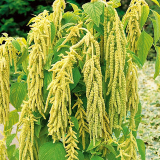 Garten-Fuchsschwanz - Grün - Imposante Erscheinung, Besonders Trockenheitsresistent - Amaranthus caudatus