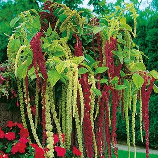 Garten-Fuchsschwanz - Mischung - Hängende Blütenrispen, Lange Blütezeit - Amaranthus caudatus