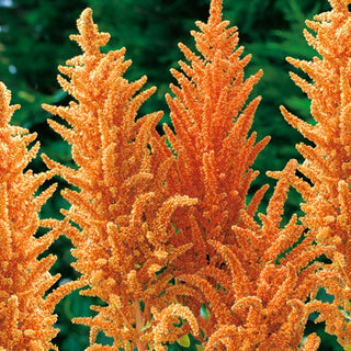 Rispen-Fuchsschwanz - Hot Biscuits - Hoch Wüchsig, Besonders Eindrucksvoll, Hitzebeständig - Amaranthus paniculatus