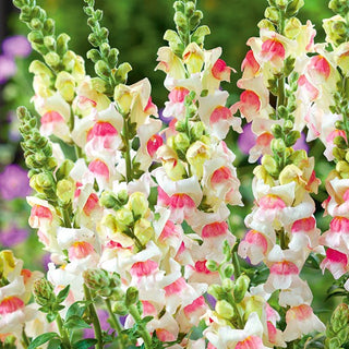 Löwenmaul - Appleblossom - Zarte Mischung Aus Rosa Und Weiß - Antirrhinum majus maximum