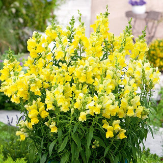 Löwenmaul - Canary Bird - Fröhliche Lichtvolle Sorte - Antirrhinum majus maximum