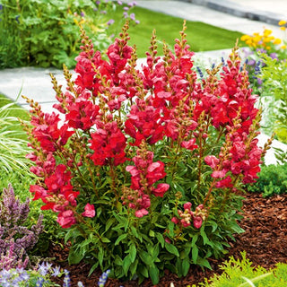 Löwenmaul - Defiance - Auffällige Blüten In Warmen Farbtönen - Antirrhinum majus maximum