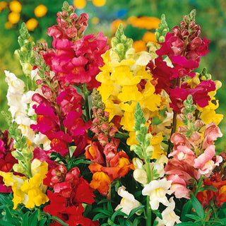 Löwenmaul - Rainbow - Farbenfrohe Blütenpracht Den Ganzen Sommer - Antirrhinum majus nanum