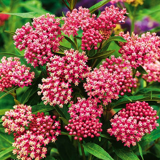 Sumpf-Seidenpflanze Karmin-Rose - Besonders Wertvoll, Mehrjährig, Trockenheitsresistent - Asclepias incarnata - Premium-Saatgut