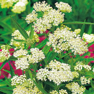 Sumpf-Seidenpflanze Weiß - Duftende Und Elegant Zarte Staude - Asclepias incarnata - Premium-Saatgut