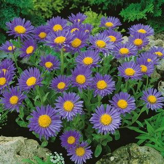 Alpine Aster Blue - Delightfully Intense and Graceful - Aster alpinus - Premium Seeds
