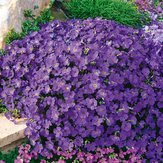 Blaukissen - Hendersonii - Herrlich Violett, Perfekt Für Steingärten - Aubrieta x hybrida - Premium-Saatgut