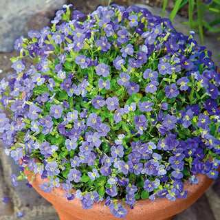 Blaukissen - Graeca - Dekorative Bodendeckerpflanze - Aubrieta x hybrida - Premium-Saatgut