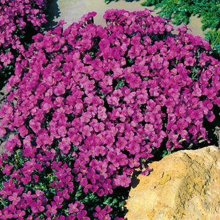 Blaukissen - Leichtlinii - Pflegeleicht, Reichblühend - Aubrieta x hybrida - Premium-Saatgut