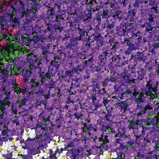 Blaukissen - Whitewell Gem - Lila Blühende Staude, Trockenresistent - Aubrieta x hybrida - Premium-Saatgut