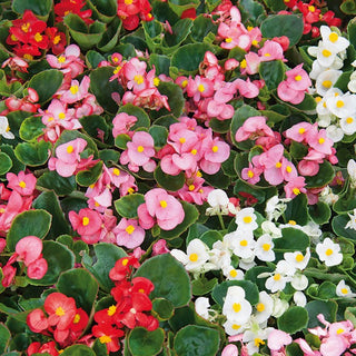 Wax Begonia Tall Mix - Summer Symphony of Colours - Begonia semperflorens - Premium Seeds