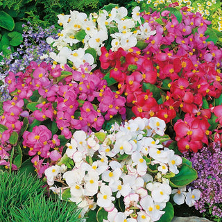 Wax Begonia Dwarf Mix - Explosion of Colours Throughout the Summer - Begonia semperflorens - Premium Seeds