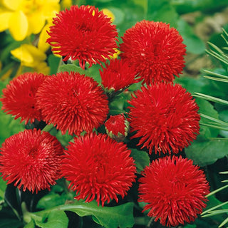 Gänseblümchen Großblumige Rot - Perfekt Für Beete Und Einfassungen - Bellis perennis