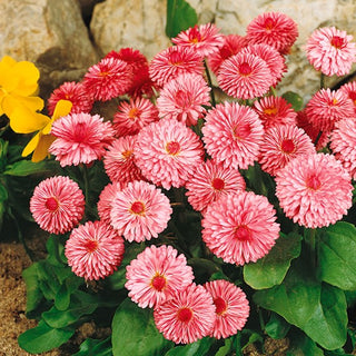 Gänseblümchen Großblumige Rosa - Große Gefüllte Blüten Den Ganzen Sommer - Bellis perennis