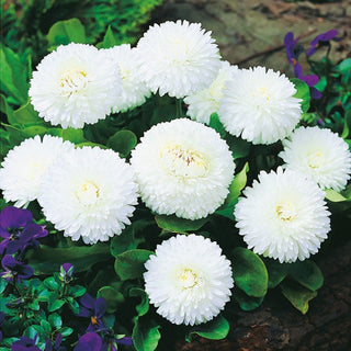 Gänseblümchen Großblumige Weiß - Winterhart Und Dekorativ Ab März - Bellis perennis