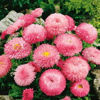 Gänseblümchen Super Enorma - Rose Ball - Gefüllte Runde Blüten Ab April - Bellis perennis