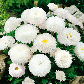 Gänseblümchen Super Enorma - White Ball - Dichte, Üppig Blühende Blattrosette - Bellis perennis