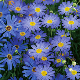 Swan River Daisy Blue Splendour - Floral Symphony in Blue Tones - Brachyscome iberidifolia - Premium Seeds