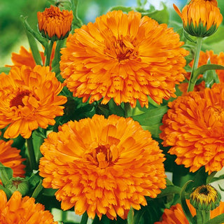 Ringelblume - Orange King - König Unter Den Gartenringelblumen - Calendula officinalis