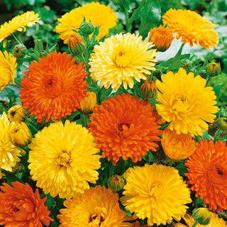 Ringelblume - Pacific Beauty Mischung - Fröhliche Farben Den Ganzen Sommer - Calendula officinalis