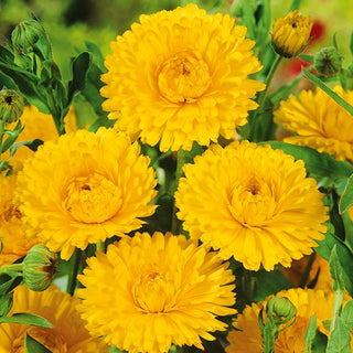 Ringelblume - Lemon Beauty - Heller Blickfang Im Buntblumenbeet - Calendula officinalis
