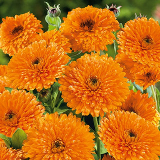 Ringelblume - Orange Beauty - Fröhliche Farbe Für Jede Komposition - Calendula officinalis