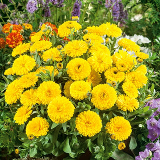 Zwerg Ringelblume Candyman - Gelb - Kompakter Wuchs, Kräftige Farbe - Calendula officinalis