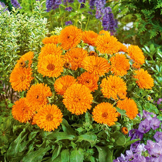 Zwerg Ringelblume Candyman - Orange - Sonnige Blüten Für Stilvolle Beete - Calendula officinalis