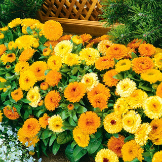 Zwerg Ringelblume - Fiesta Gitana Mischung - Kompakte Mischung In Leuchtenden Farben - Calendula officinalis