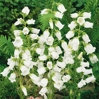 Canterbury Bells White - Blooming Pearl of Summer Arrangements - Campanula medium - Premium Seeds