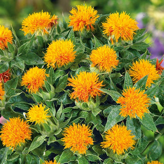 Färberdistel Zanzibar - Warmer Farbakzent Im Garten - Carthamus tinctorius