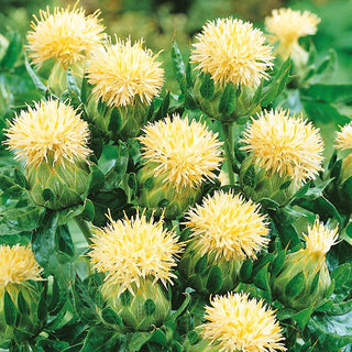 Färberdistel Weiß - Besondere Gartenpflanze - Carthamus tinctorius