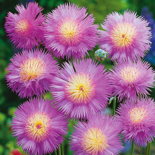 Sweet Sultan Graciosa - Fragrant Gift of Nature - Centaurea imperialis - Premium Seeds
