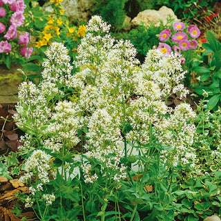 Rote Spornblume - Weiß - Naturgartenfreundlich, Bienen- Und Schmetterlingsmagnet - Centranthus ruber