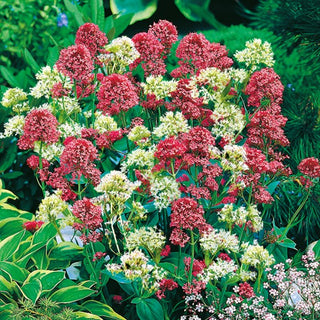Rote Spornblume - Mischung - Blüht Den Ganzen Sommer, Bienenfreundlich - Centranthus ruber