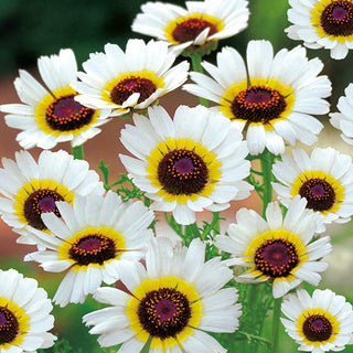 Wucherblume - Polar Star - Außergewöhnliche Sommerblüte - Chrysanthemum tricolor