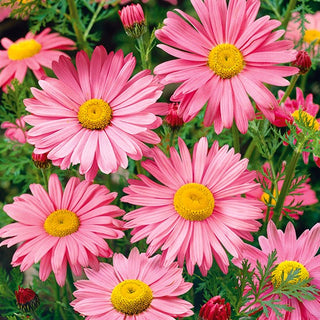Bunte Margerite - Robinson's Giant Rosa - Hohe Staude Mit Großen Blüten - Chrysanthemum coccineum