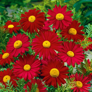 Bunte Margerite - Robinson's Giant Rot - Attraktive Gartenblüte Den Ganzen Sommer - Chrysanthemum coccineum
