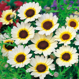 Saatwucherblumen - Eastern Star - Üppige, Langanhaltende Blütenpracht - Chrysanthemum segetum