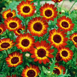 Saatwucherblumen - German Flag - Außergewöhnliche Dreifarbige Beetpflanze - Chrysanthemum segetum