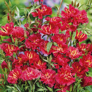Elegant Clarkia Red - Striking Ornament for Any Garden - Clarkia elegans - Premium Seeds
