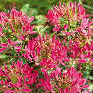 Spider Flower Cherry Queen - Drought and Heat-Resistant, Beautifully Blooming - Cleome hassleriana - Premium Seeds