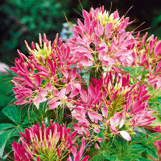 Spider Flower Rose Queen - Striking Pink Flowers, Extra Beautiful All Summer - Cleome hassleriana - Premium Seeds