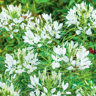Spider Flower White Queen - Unique Character, Beautifully Blooming and Easy to Grow - Cleome hassleriana - Premium Seeds