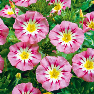 Dreifarbige Winde - Rose Ensign - Kompakter Wuchs, Niedrige Sorte, Buschige Form - Convolvulus tricolor