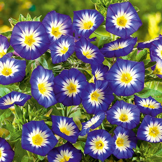 Dreifarbige Winde- Royal Ensign - Perfekt Für Beete, Balkonkästen Und Töpfe - Convolvulus tricolor