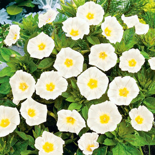 Dreifarbige Winde - White Ensign - Einjährig, Pflegeleicht - Convolvulus tricolor